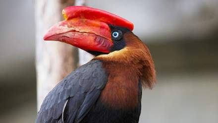 Besluit over inbeslagname neushoornvogels door minister bij Ouwehands Dierenpark