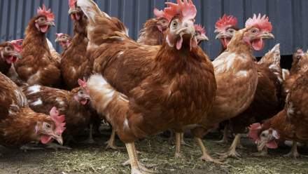 Wissel hobbykip-eieren af met supermarkteieren, adviseert Voedingscentrum