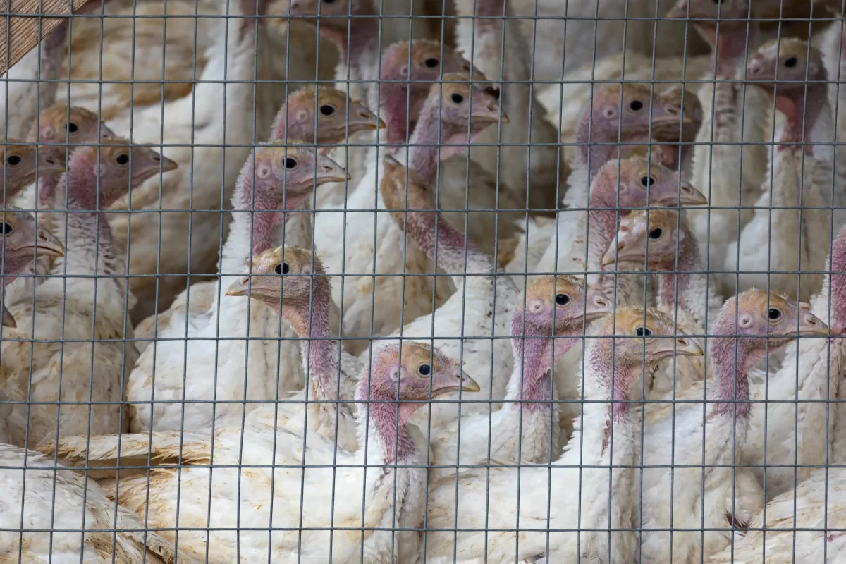 Vogelgriep vastgesteld op pluimveebedrijf in Putten: eerste uitbraak in bijna een jaar
