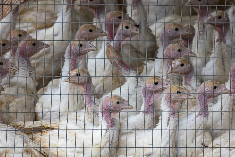 Vogelgriep vastgesteld op pluimveebedrijf in Putten: eerste uitbraak in bijna een jaar