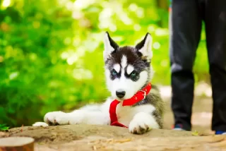 Politie Massachusetts biedt excuses aan na dodelijk incident met huskypuppy