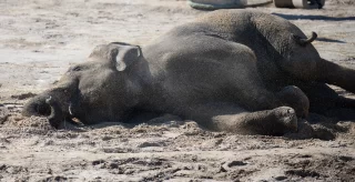 Olifantje Yindi overlijdt na tragisch ongeval in DierenPark Amersfoort