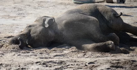Olifantje Yindi overlijdt na tragisch ongeval in DierenPark Amersfoort