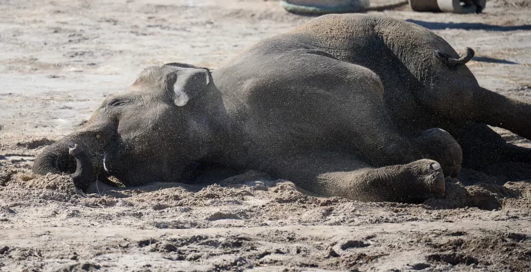 Olifantje Yindi overlijdt na tragisch ongeval in DierenPark Amersfoort