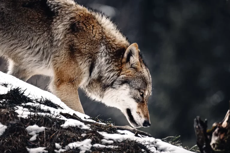 Eerste waarschuwing voor veehouder om bescherming tegen wolf