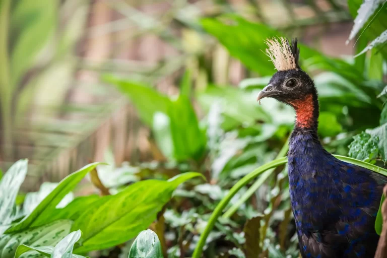 Uncovering Biodiversity: 742 New Species Discovered in the Congo Basin