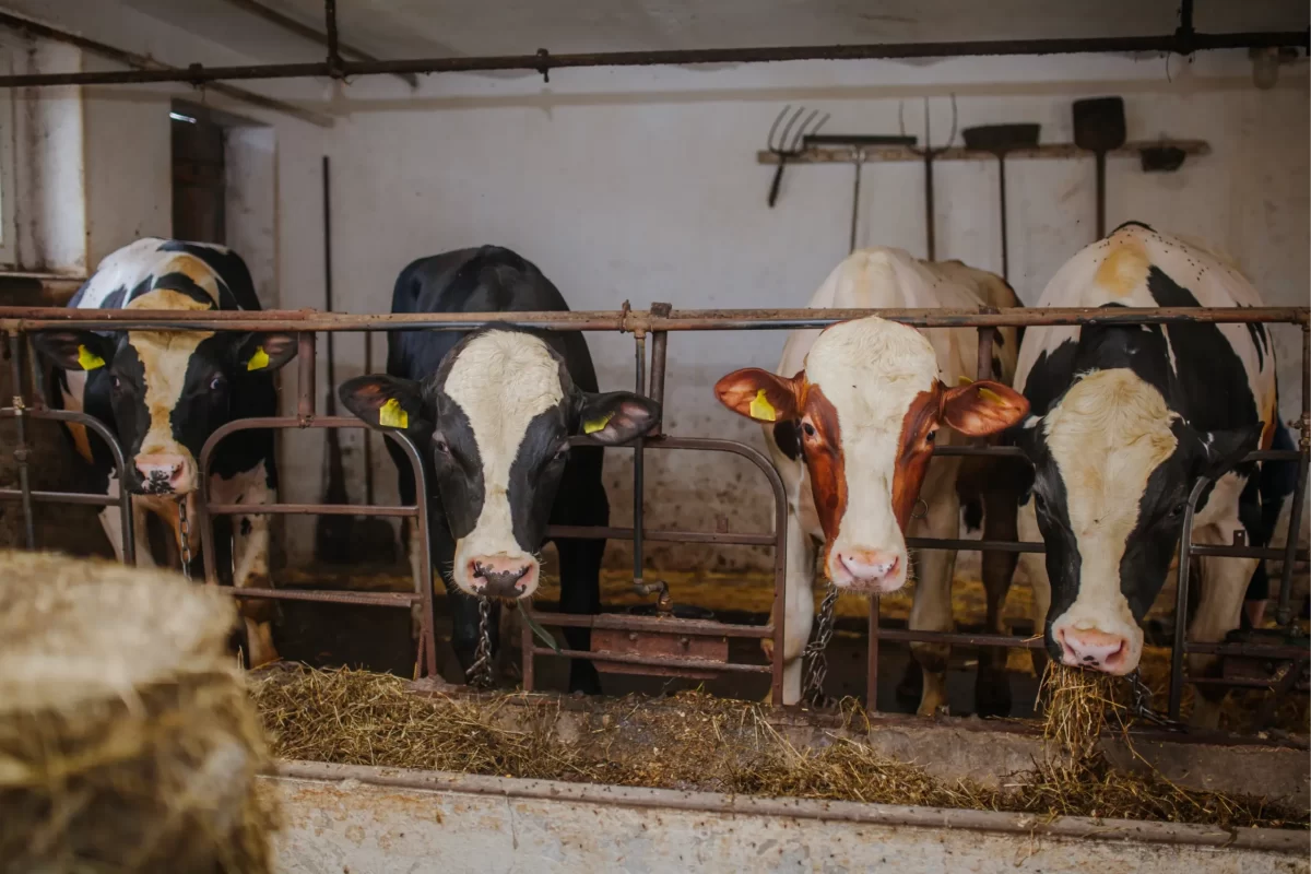 Bijna 1700 veehouders melden zich voor uitkoopregeling stikstof