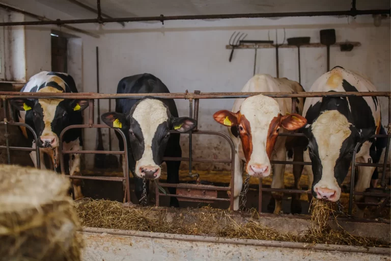 Bijna 1700 veehouders melden zich voor uitkoopregeling stikstof