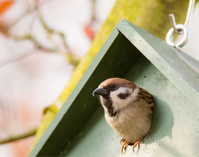 Kamer stemt voor nestkastjes in nieuwbouwhuizen ondanks voorstel Keijzer