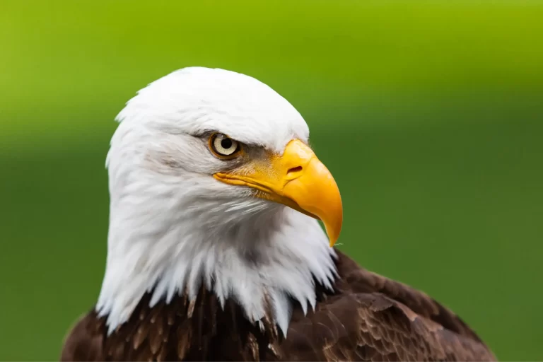 Zeearend Officieel Nationale Vogel van de Verenigde Staten