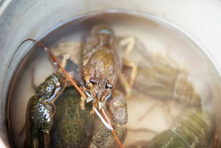 Kamer dringt opnieuw aan op verbod op levend koken van kreeften en krabben