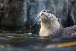 Otter voor het eerst waargenomen in duingebied