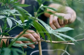 Vanaf april alleen legale wiet verkrijgbaar in tien gemeenten