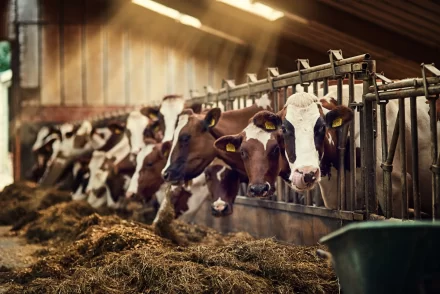 Preventieve Maatregelen Tegen Mond- en Klauwzeer in Nederland