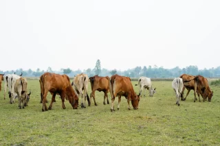 Geen MKZ bij dieren, maatregelen blijven van kracht