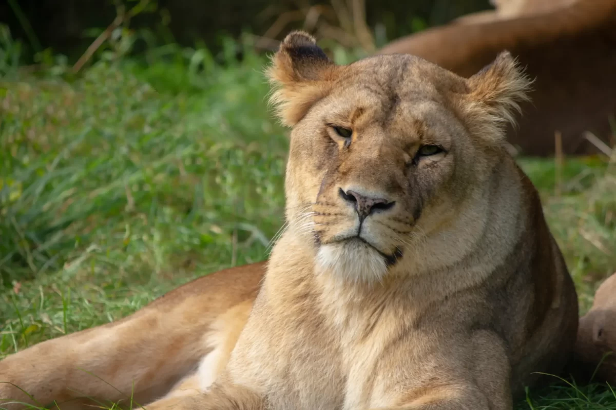 Leeuwin Lalana overleden aan kattenleukemie in diergaarde blijdorp