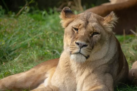 Leeuwin Lalana overleden aan kattenleukemie in diergaarde blijdorp