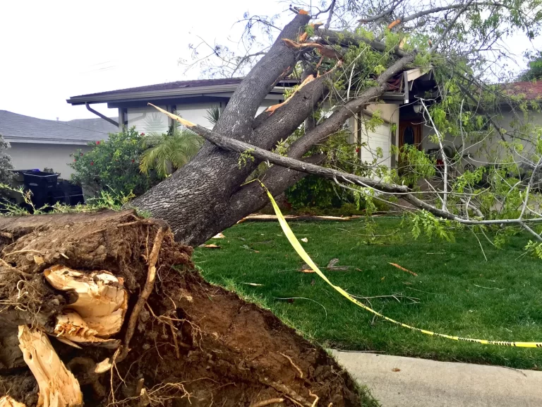 Zware storm veroorzaakt overlast: windstoten, omgevallen bomen en hinder
