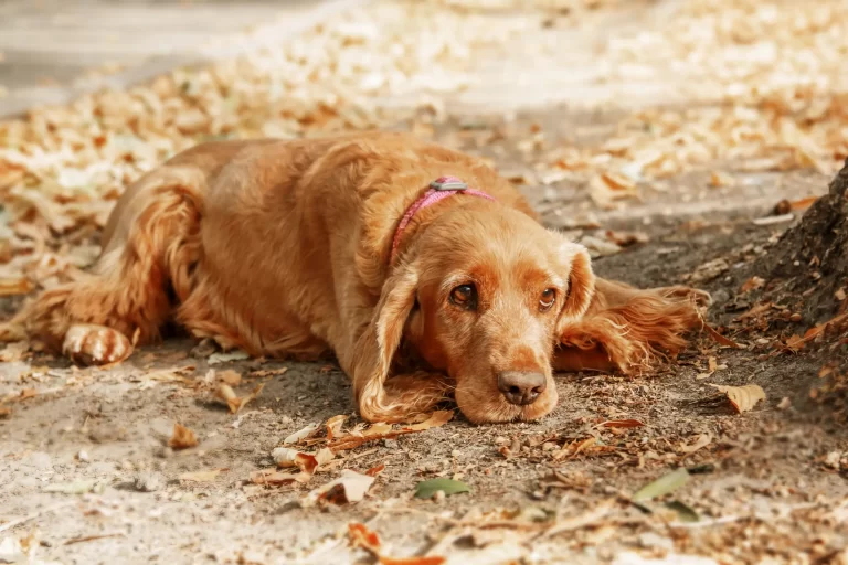Dertien honden overleden door mogelijk giftige botten