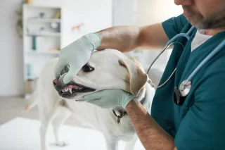 Grote zorgen over welzijn dierenartsen door agressie van klanten