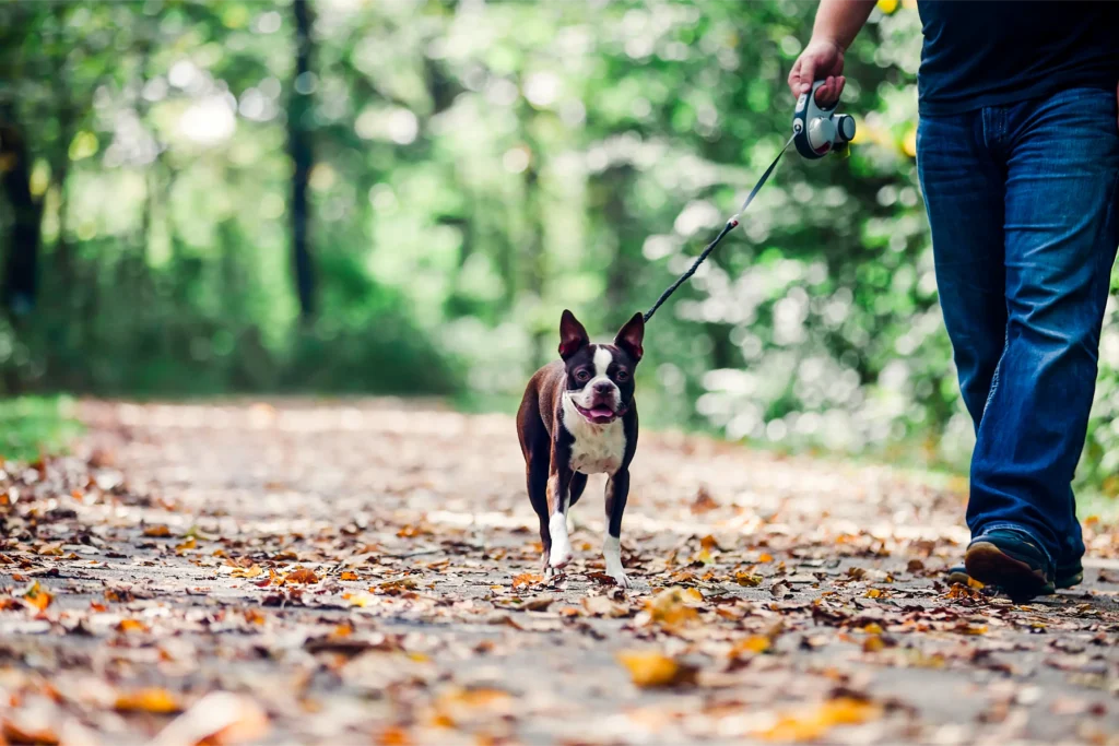 Honden aanlijnplicht in Utrechtse natuur vanwege wolf