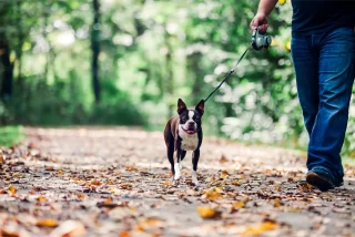 Honden aanlijnplicht Utrecht breidt uit naar meer natuurgebieden